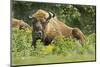 Poland, Bieszczady. Bison Bonasus, European Bison Taking a Rest-David Slater-Mounted Photographic Print