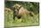 Poland, Bieszczady. Bison Bonasus, European Bison Taking a Rest-David Slater-Mounted Photographic Print