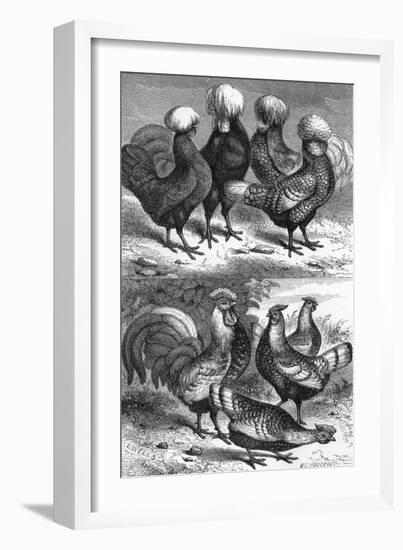 Poland Fowls and Speckled Hamburg Hens-L. Wells-Framed Art Print