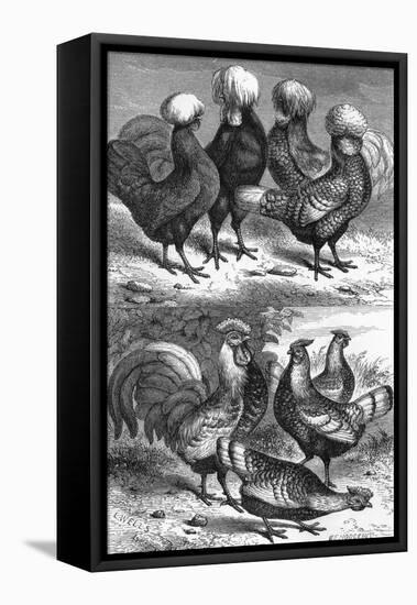 Poland Fowls and Speckled Hamburg Hens-L. Wells-Framed Stretched Canvas