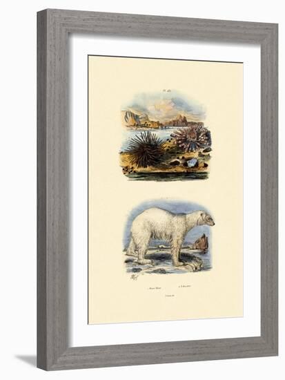Polar Bear, 1833-39-null-Framed Giclee Print