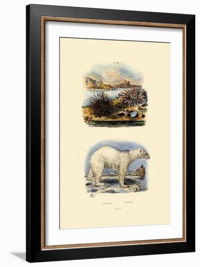 Polar Bear, 1833-39-null-Framed Giclee Print