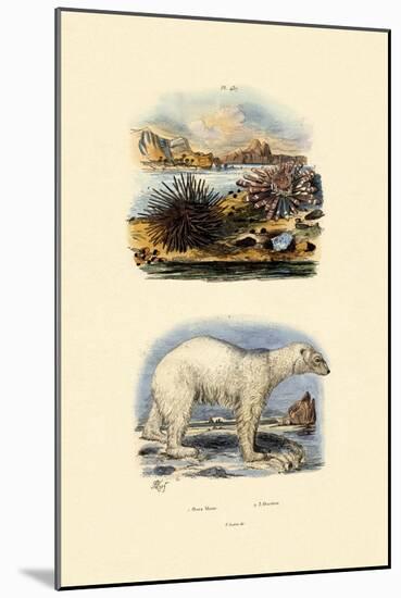 Polar Bear, 1833-39-null-Mounted Giclee Print