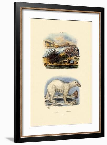 Polar Bear, 1833-39-null-Framed Giclee Print