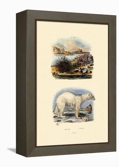 Polar Bear, 1833-39-null-Framed Premier Image Canvas