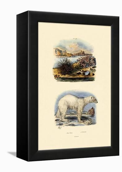 Polar Bear, 1833-39-null-Framed Premier Image Canvas