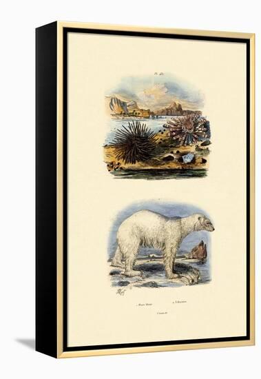 Polar Bear, 1833-39-null-Framed Premier Image Canvas
