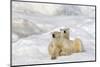 Polar bear adult female with young age one year and a half. Wrangel Island, Far East Russia.-Sylvain Cordier-Mounted Photographic Print