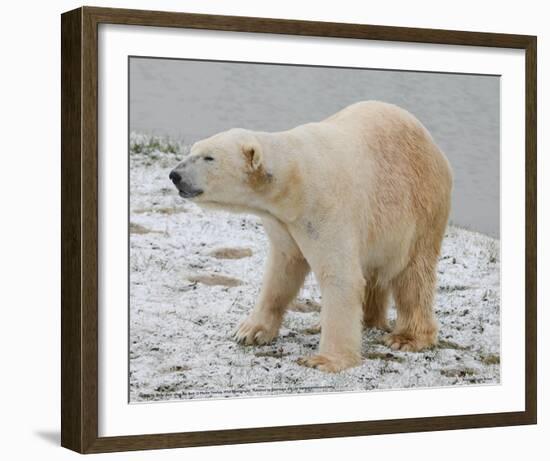 Polar Bear after the Bath Full Bleed-Martin Fowkes-Framed Giclee Print