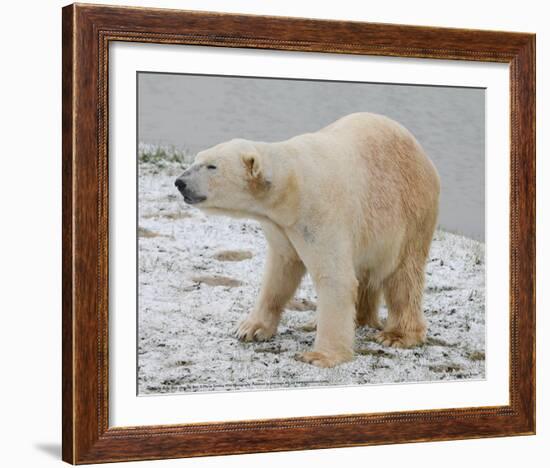 Polar Bear after the Bath Full Bleed-Martin Fowkes-Framed Giclee Print