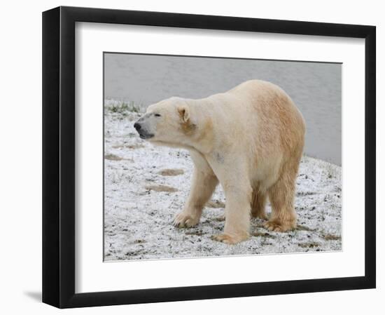 Polar Bear after the Bath-Martin Fowkes-Framed Giclee Print