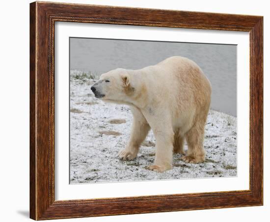 Polar Bear after the Bath-Martin Fowkes-Framed Giclee Print