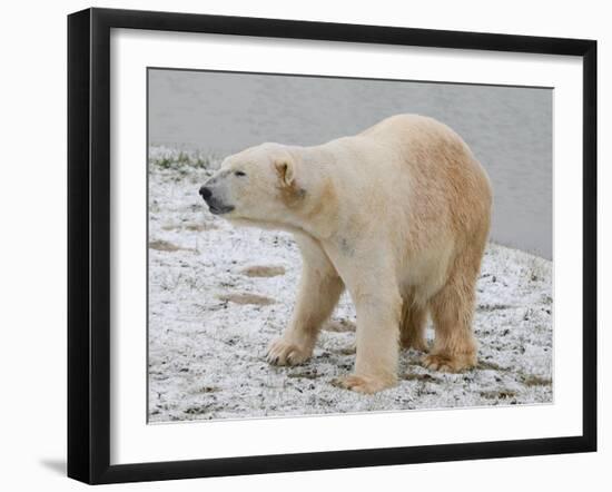 Polar Bear after the Bath-Martin Fowkes-Framed Giclee Print