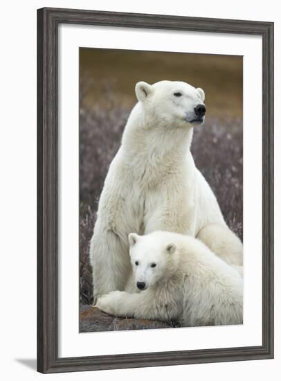 Polar Bear and Cub by Hudson Bay, Manitoba, Canada-Paul Souders-Framed Photographic Print