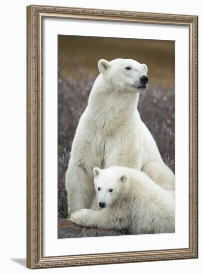 Polar Bear and Cub by Hudson Bay, Manitoba, Canada-Paul Souders-Framed Photographic Print