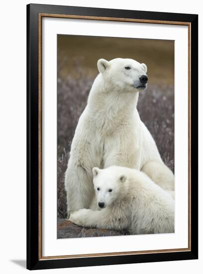 Polar Bear and Cub by Hudson Bay, Manitoba, Canada-Paul Souders-Framed Photographic Print