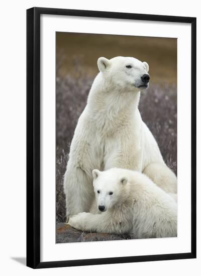 Polar Bear and Cub by Hudson Bay, Manitoba, Canada-Paul Souders-Framed Photographic Print