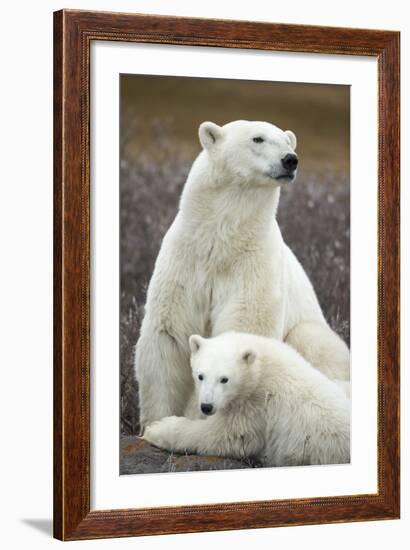 Polar Bear and Cub by Hudson Bay, Manitoba, Canada-Paul Souders-Framed Photographic Print