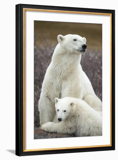 Polar Bear and Cub by Hudson Bay, Manitoba, Canada-Paul Souders-Framed Photographic Print