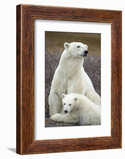 Polar Bear and Cub by Hudson Bay, Manitoba, Canada-Paul Souders-Framed Photographic Print