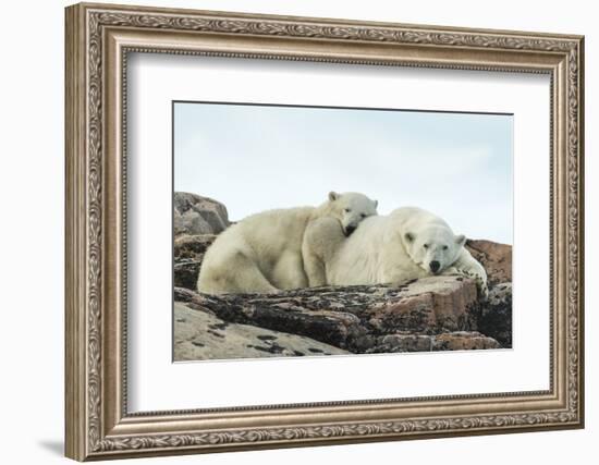 Polar Bear and Cub Resting along Hudson Bay, Nunavut, Canada-Paul Souders-Framed Photographic Print