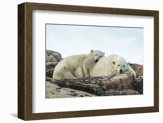 Polar Bear and Cub Resting along Hudson Bay, Nunavut, Canada-Paul Souders-Framed Photographic Print