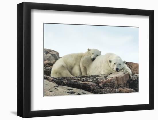 Polar Bear and Cub Resting along Hudson Bay, Nunavut, Canada-Paul Souders-Framed Photographic Print