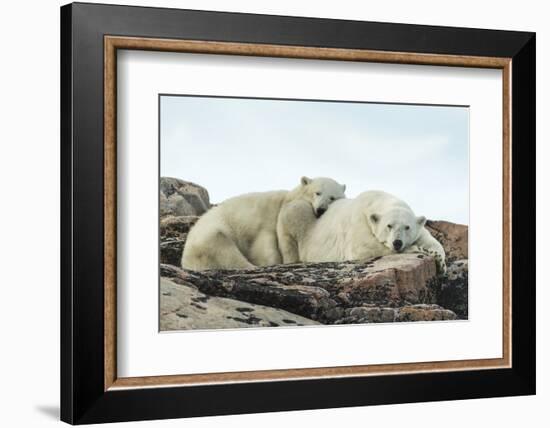 Polar Bear and Cub Resting along Hudson Bay, Nunavut, Canada-Paul Souders-Framed Photographic Print