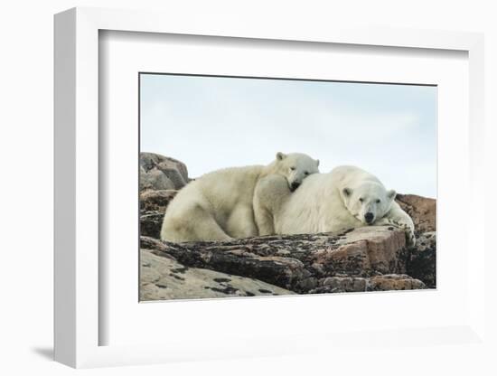 Polar Bear and Cub Resting along Hudson Bay, Nunavut, Canada-Paul Souders-Framed Photographic Print