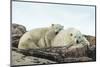 Polar Bear and Cub Resting along Hudson Bay, Nunavut, Canada-Paul Souders-Mounted Photographic Print