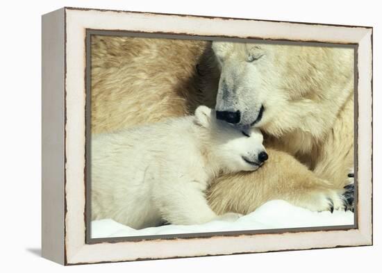 Polar Bear and Cub-null-Framed Premier Image Canvas