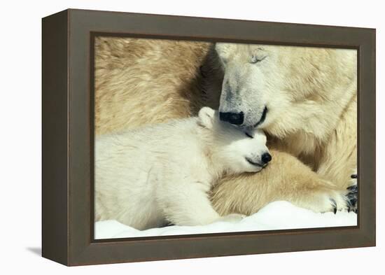 Polar Bear and Cub-null-Framed Premier Image Canvas