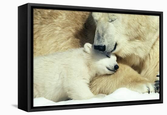 Polar Bear and Cub-null-Framed Premier Image Canvas