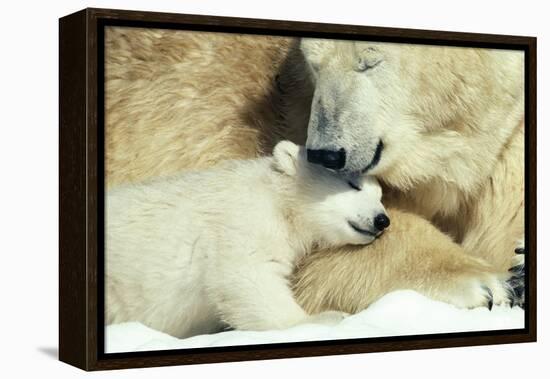 Polar Bear and Cub-null-Framed Premier Image Canvas