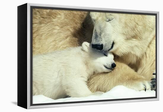 Polar Bear and Cub-null-Framed Premier Image Canvas