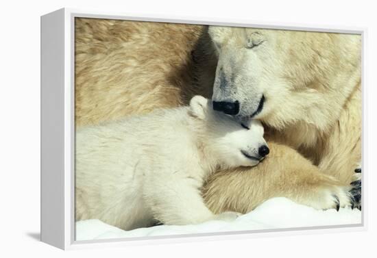 Polar Bear and Cub-null-Framed Premier Image Canvas