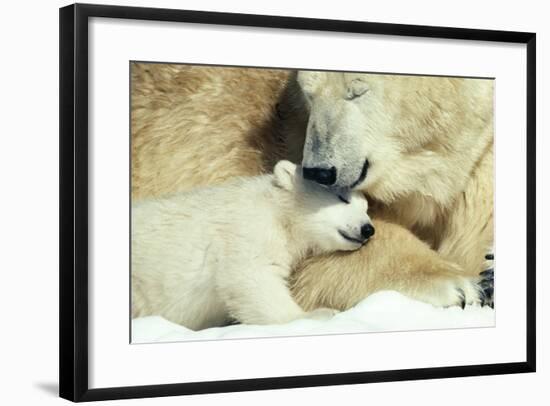 Polar Bear and Cub-null-Framed Photographic Print