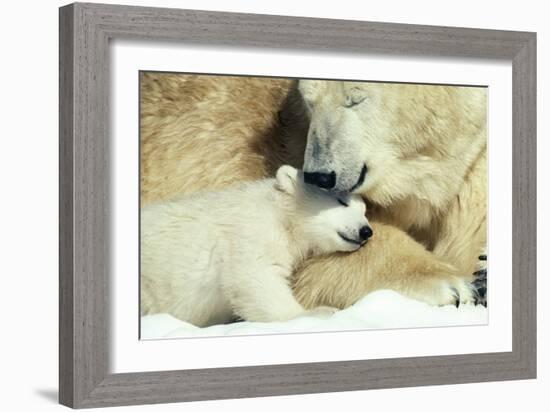 Polar Bear and Cub-null-Framed Photographic Print