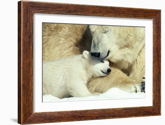 Polar Bear and Cub-null-Framed Photographic Print