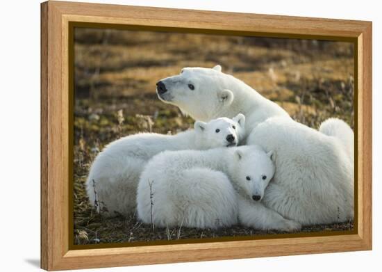 Polar Bear and Cubs by Hudson Bay, Manitoba, Canada-Paul Souders-Framed Premier Image Canvas