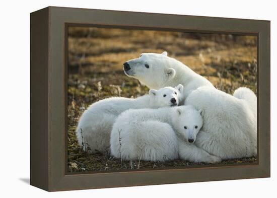 Polar Bear and Cubs by Hudson Bay, Manitoba, Canada-Paul Souders-Framed Premier Image Canvas