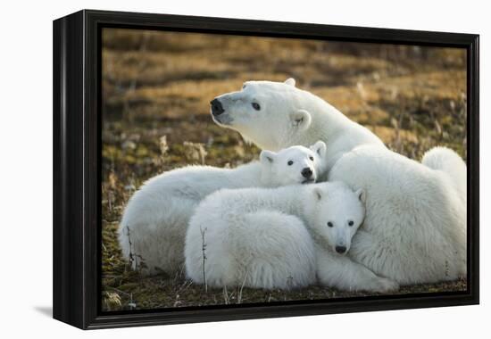 Polar Bear and Cubs by Hudson Bay, Manitoba, Canada-Paul Souders-Framed Premier Image Canvas
