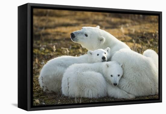 Polar Bear and Cubs by Hudson Bay, Manitoba, Canada-Paul Souders-Framed Premier Image Canvas