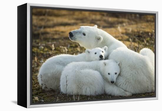 Polar Bear and Cubs by Hudson Bay, Manitoba, Canada-Paul Souders-Framed Premier Image Canvas