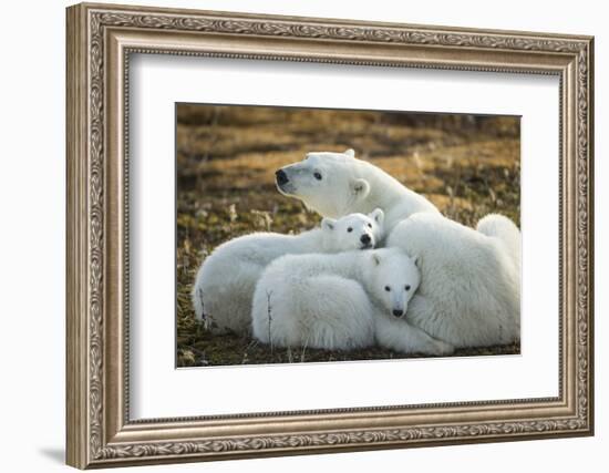 Polar Bear and Cubs by Hudson Bay, Manitoba, Canada-Paul Souders-Framed Photographic Print