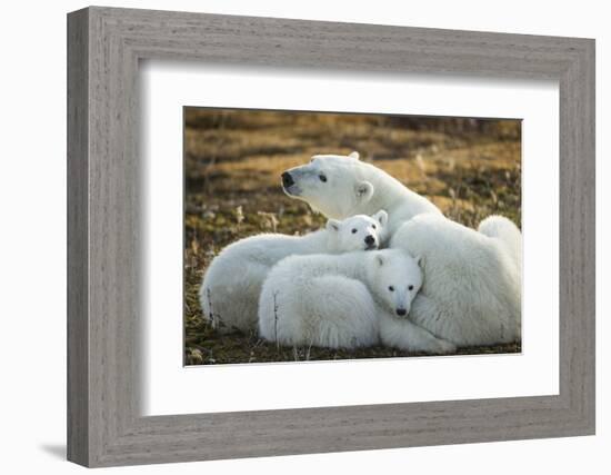 Polar Bear and Cubs by Hudson Bay, Manitoba, Canada-Paul Souders-Framed Photographic Print