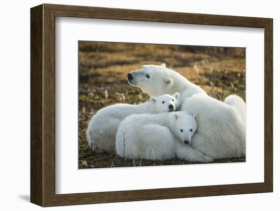 Polar Bear and Cubs by Hudson Bay, Manitoba, Canada-Paul Souders-Framed Photographic Print