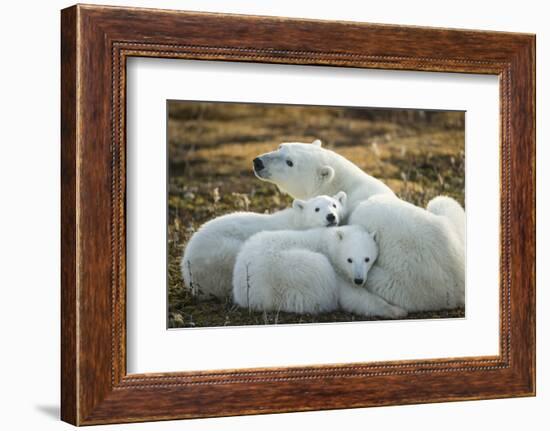 Polar Bear and Cubs by Hudson Bay, Manitoba, Canada-Paul Souders-Framed Photographic Print