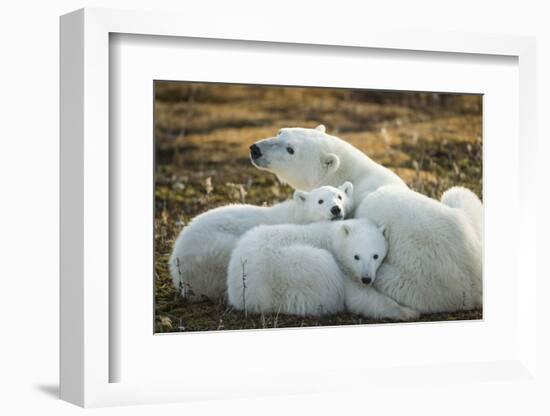 Polar Bear and Cubs by Hudson Bay, Manitoba, Canada-Paul Souders-Framed Photographic Print