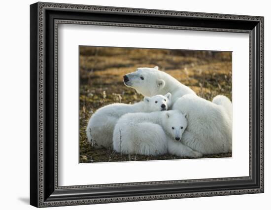 Polar Bear and Cubs by Hudson Bay, Manitoba, Canada-Paul Souders-Framed Photographic Print
